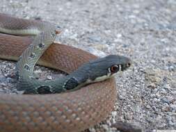 Image of Dahl's Whip Snake