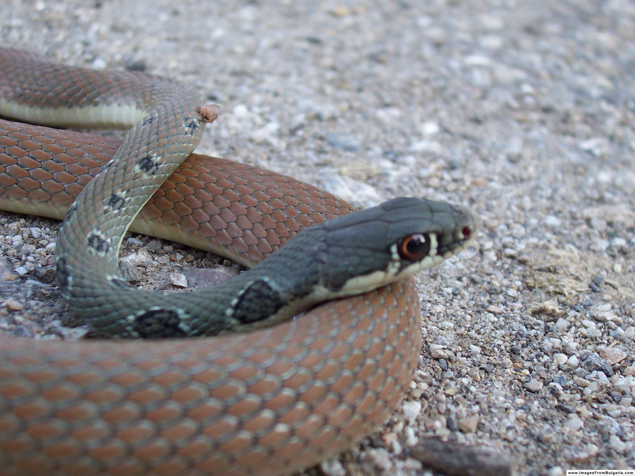 Image of Dahl's Whip Snake