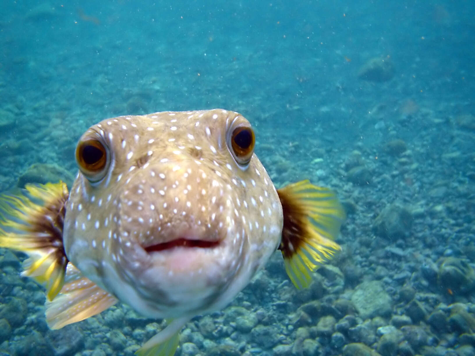 Image of Broadbarred Toadfish