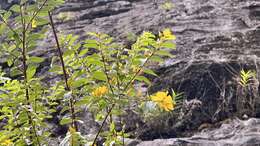 Image of Hypericum geminiflorum Hemsl.