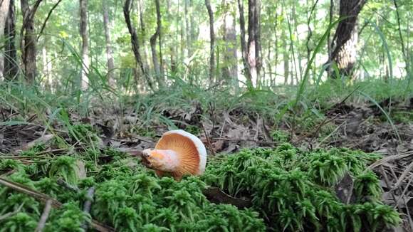 Слика од Lactarius salmoneus Peck 1898