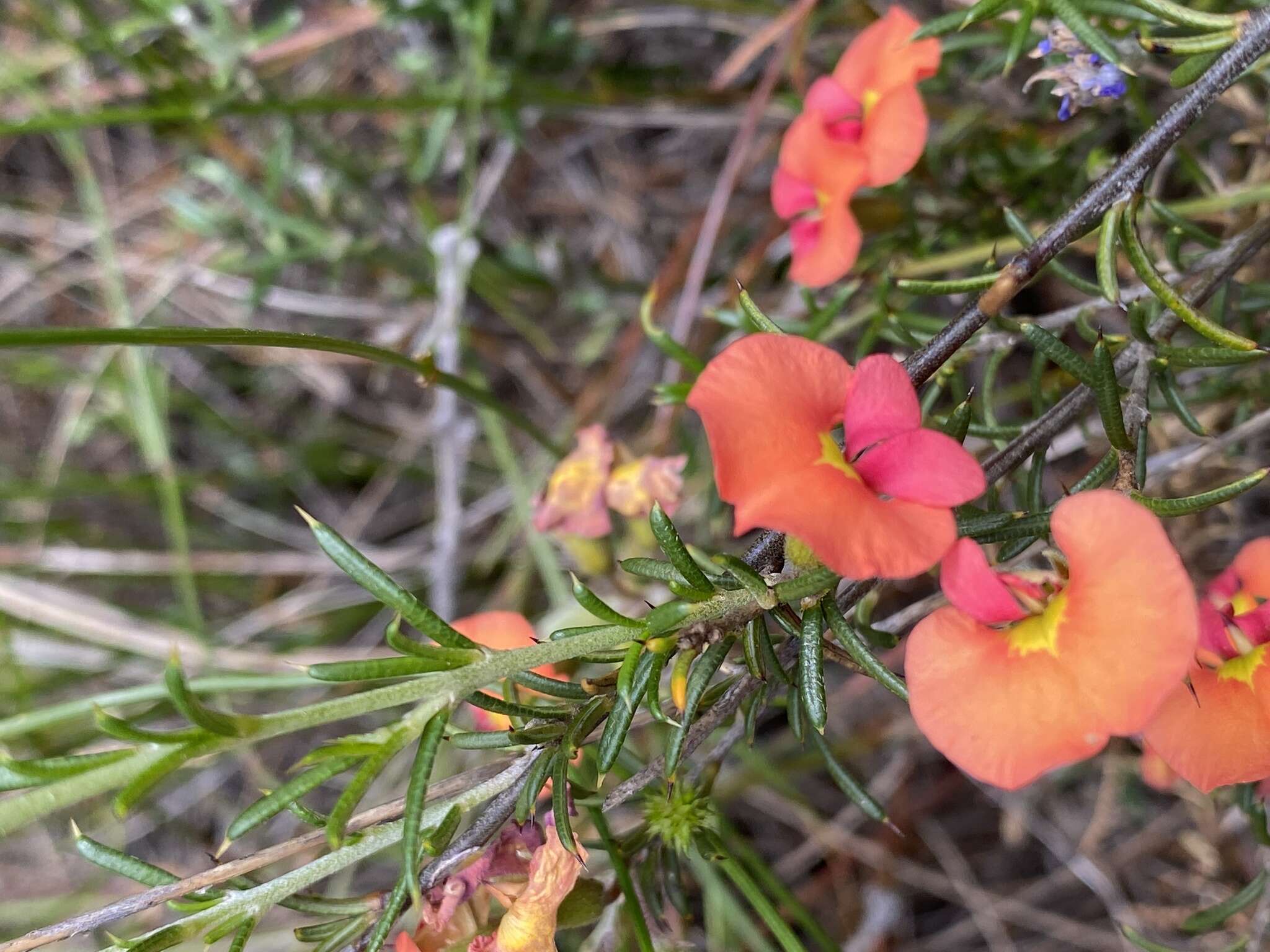 Image of Chorizema aciculare (DC.) A. W. Hill