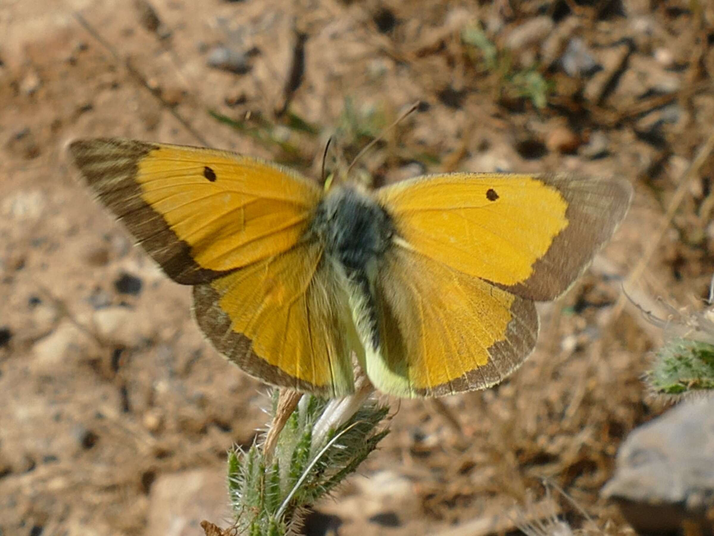 Image of clouded yellow