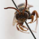 Nomada sphaerogaster Cockerell 1903的圖片