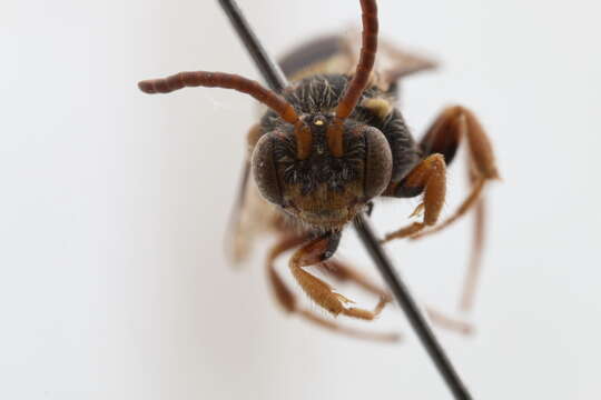 Image of Nomada sphaerogaster Cockerell 1903