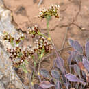 Image of Goniolimon sartorii Boiss.