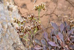 Image de Goniolimon sartorii Boiss.