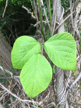 Image de Pueraria montana var. lobata (Willd.) Sanjappa & Pradeep