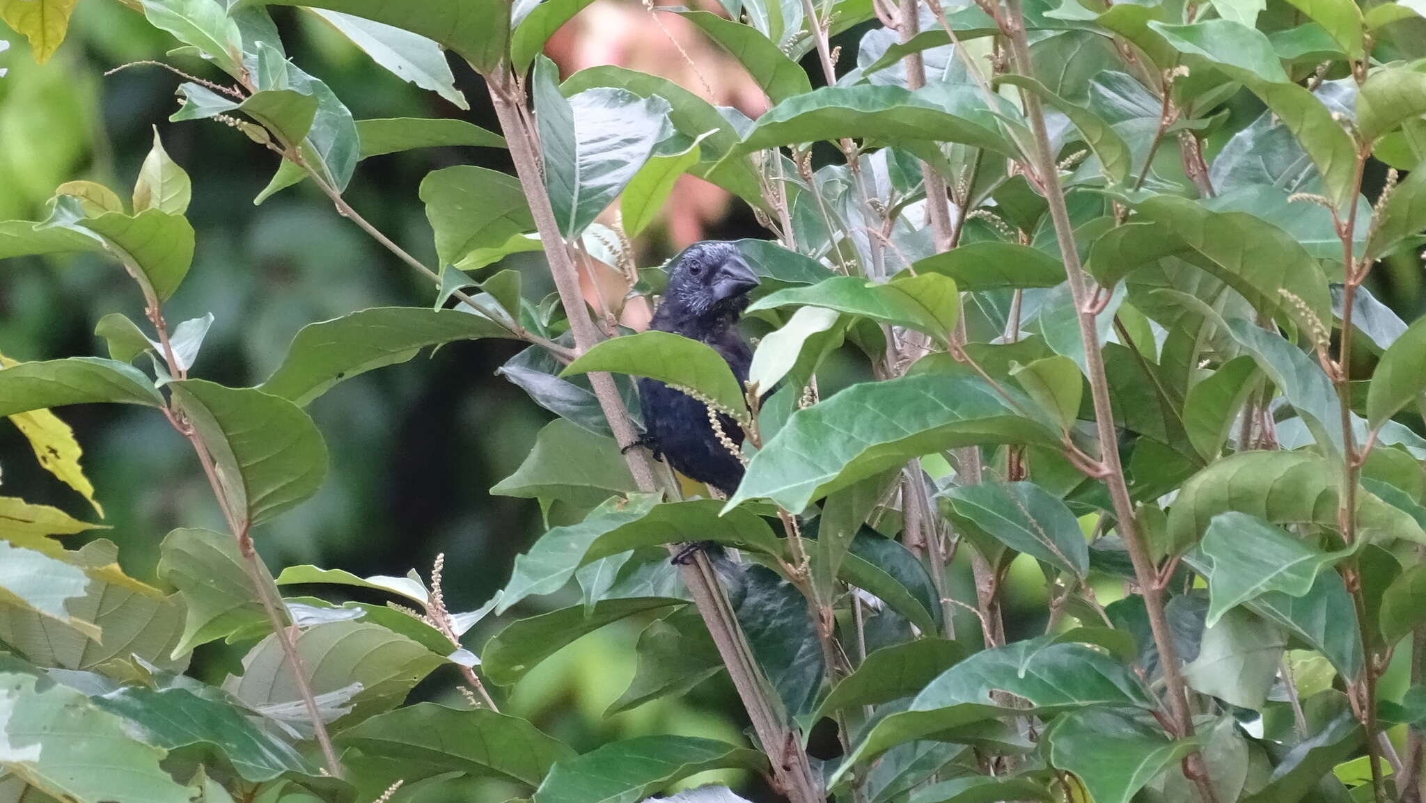 Image of Blue-black Grosbeak