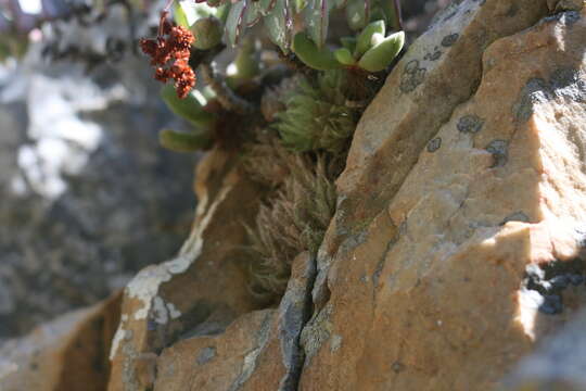 Слика од Haworthia cooperi var. isabellae (Poelln.) M. B. Bayer