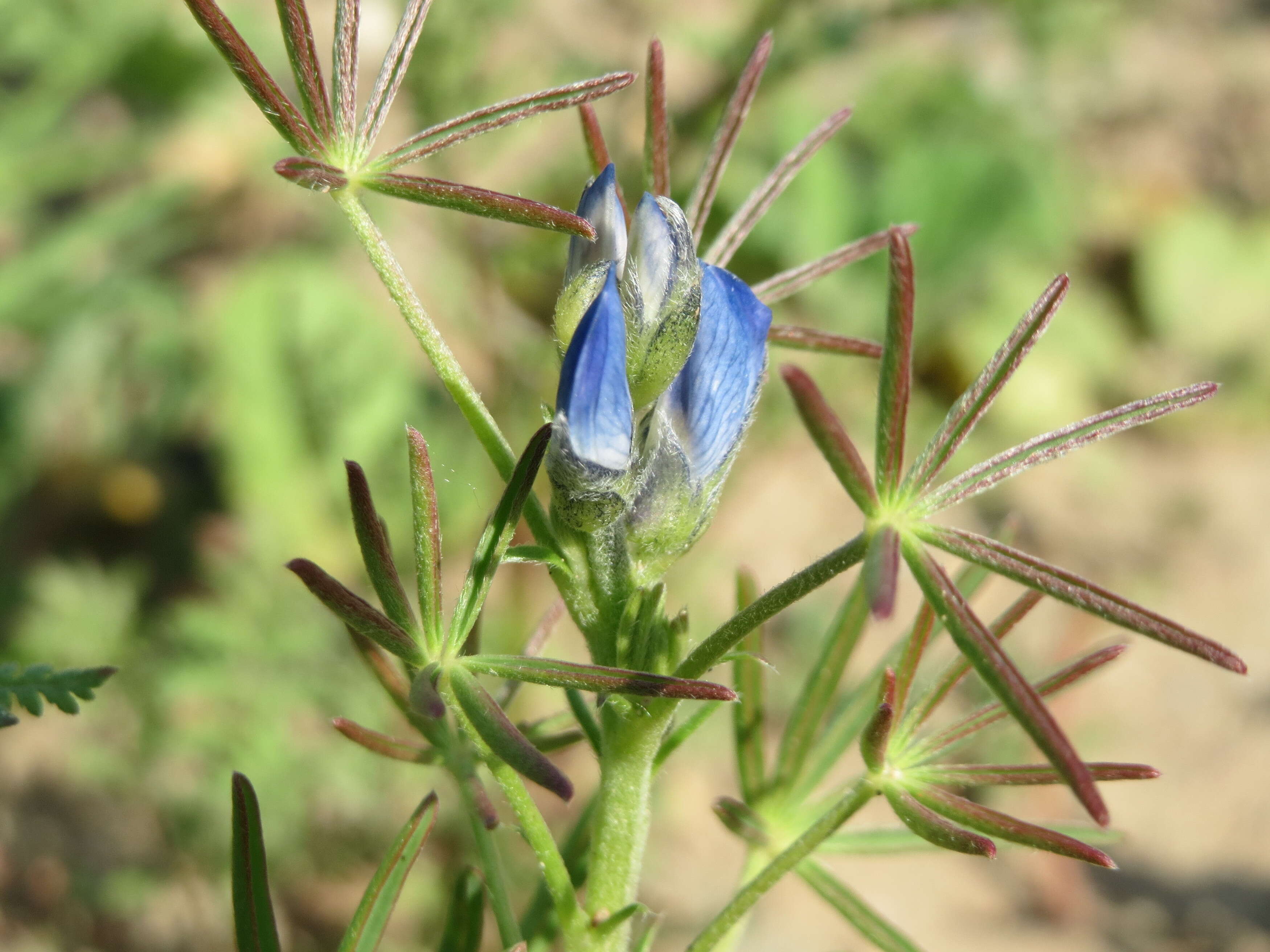 Image of narrowleaf lupine