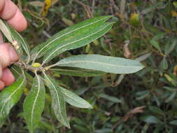 Salix lasiolepis Benth. resmi