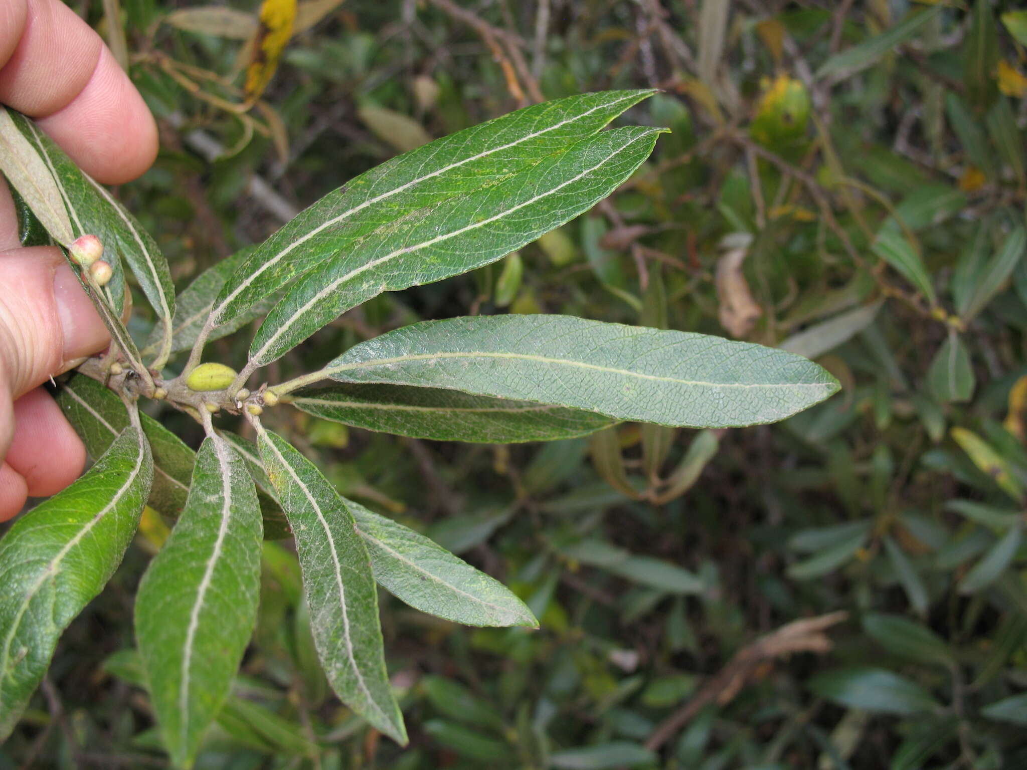 Salix lasiolepis Benth. resmi