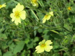 Image of sulphur cinquefoil