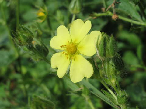 Image of sulphur cinquefoil