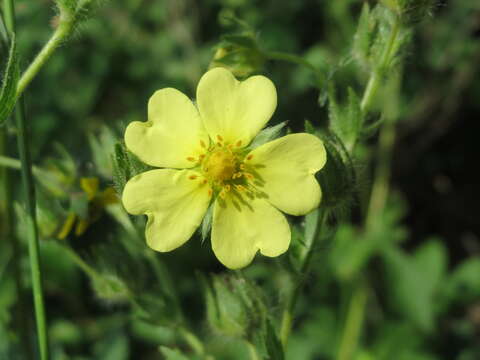 Image of sulphur cinquefoil