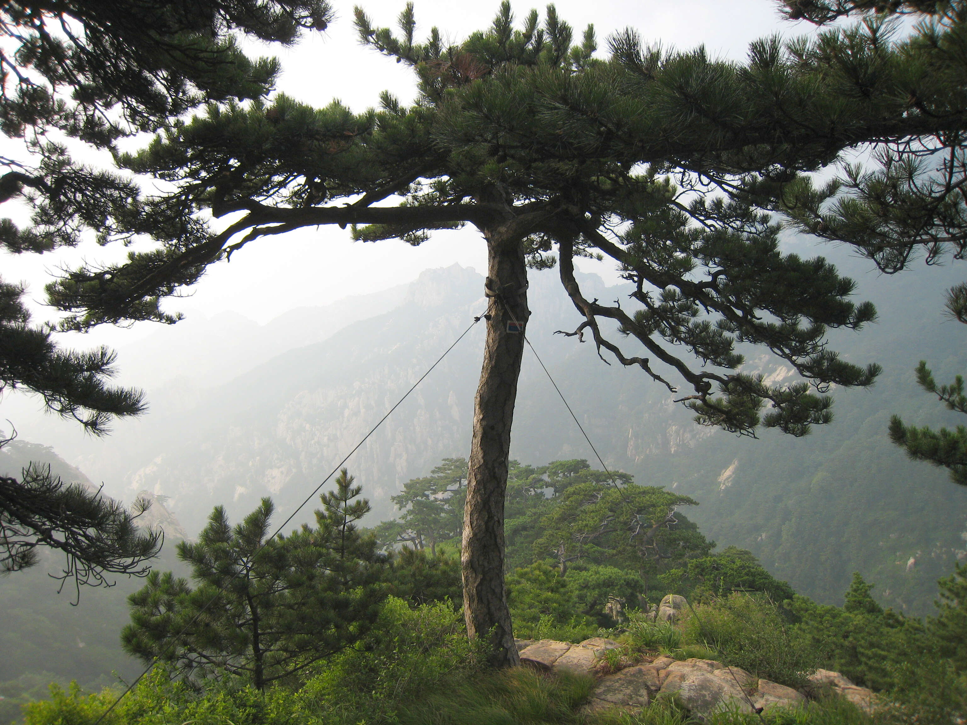 Image of Chinese Red Pine