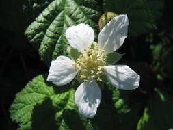 Слика од Rubus ursinus Cham. & Schltdl.