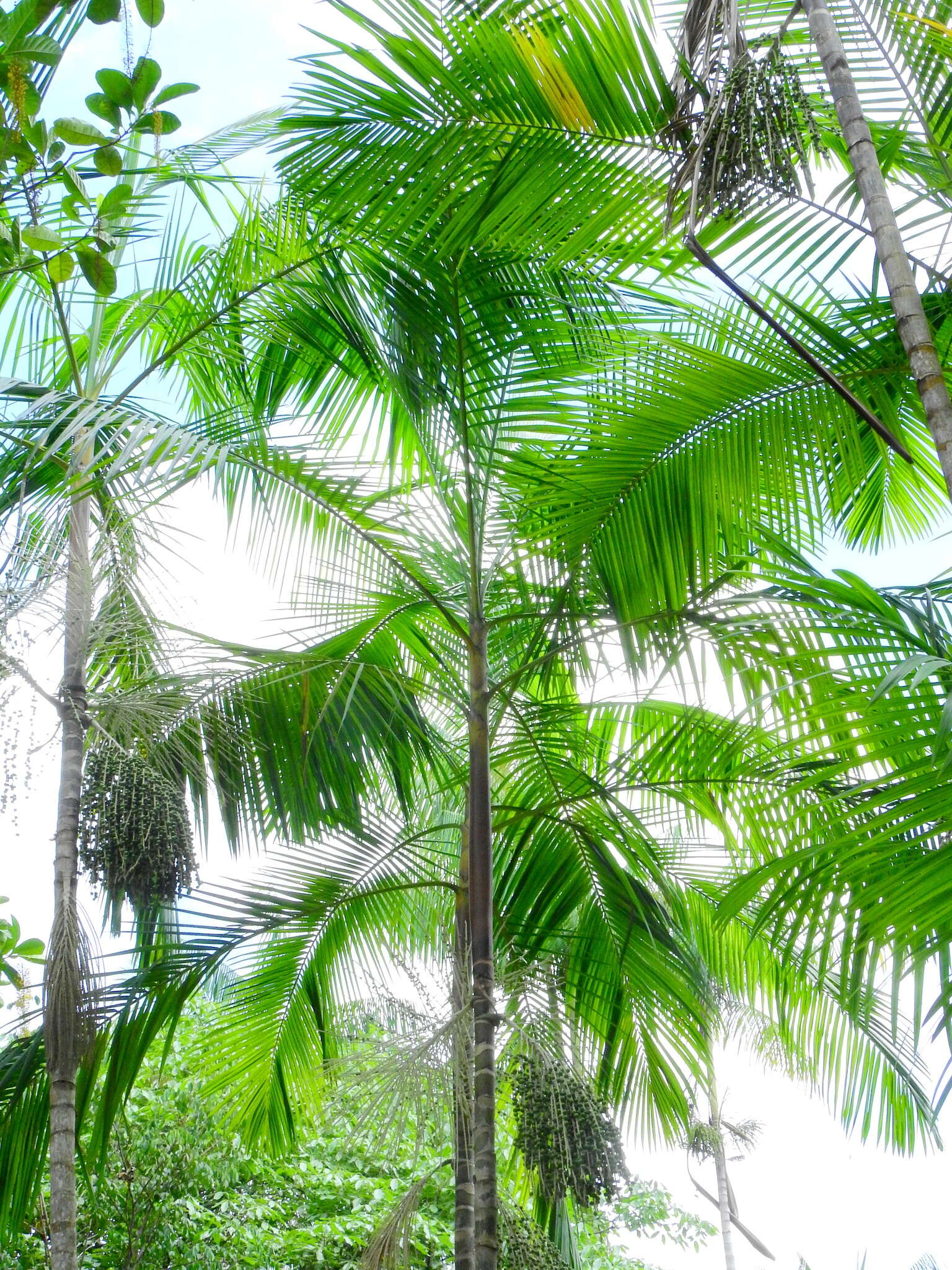 Image of Assai palm