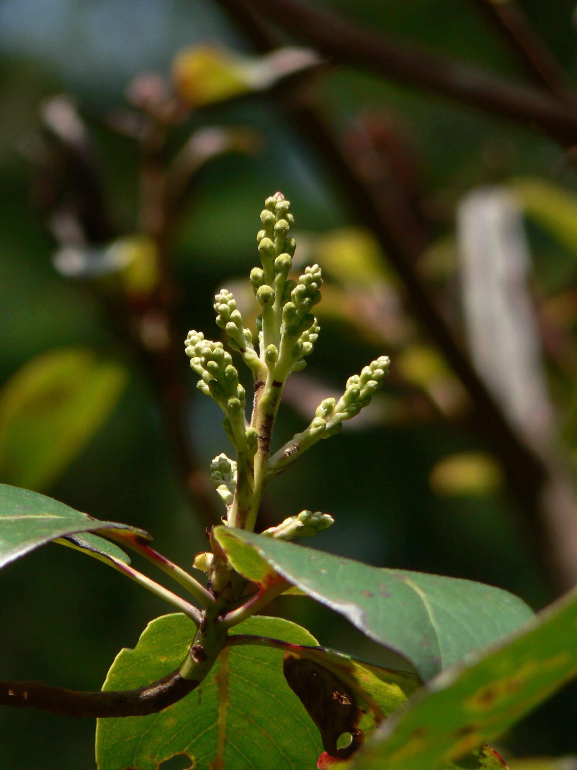 Image of Pacific madrone