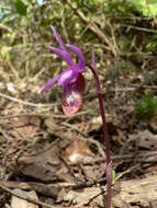 Image of calypso orchid