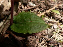 Image of calypso orchid