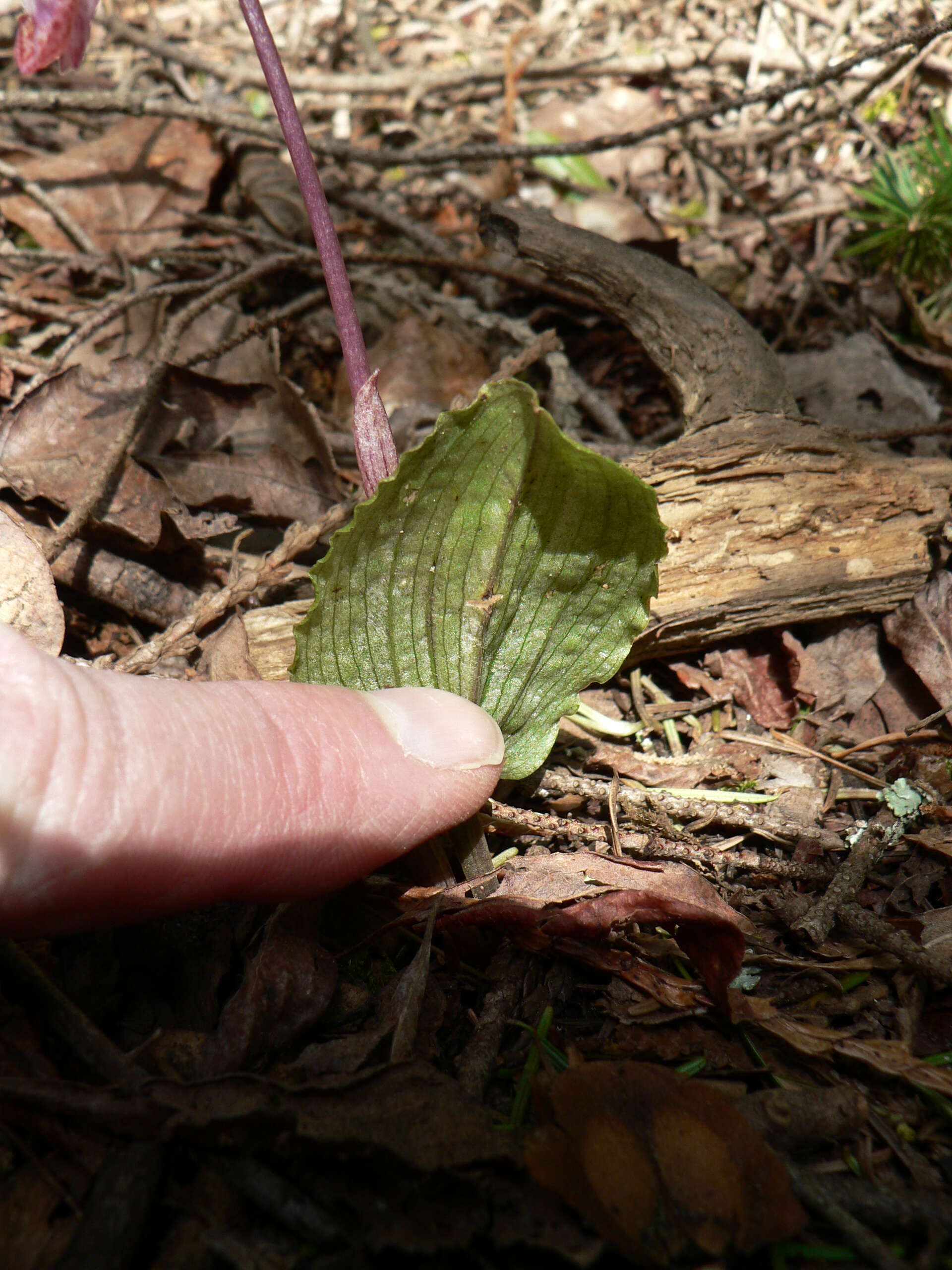 Image of calypso orchid