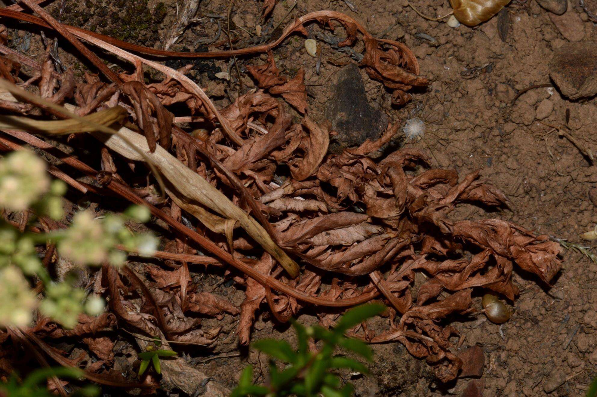 Image of Lichtensteinia obscura (Spreng.) Koso-Pol.