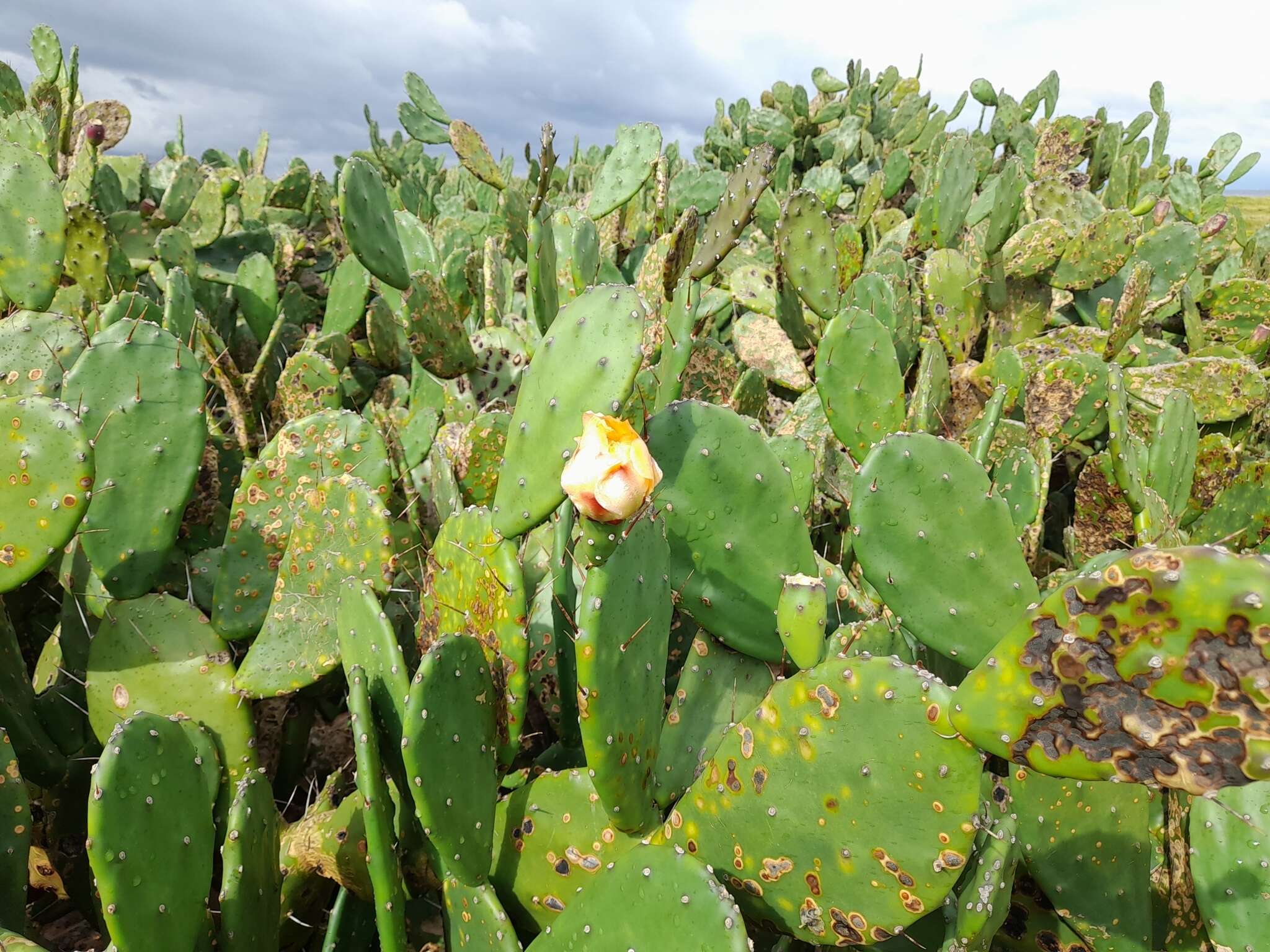 Image of <i>Opuntia bonaerensis</i>