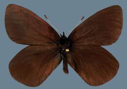 Image de <i>Erebia <i>magdalena</i></i> magdalena