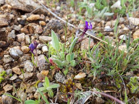 Image of Linaria amethystea (Vent.) Hoffmgg. & Link