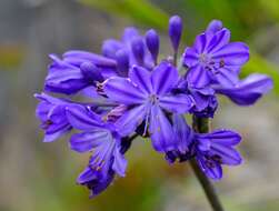 Imagem de Agapanthus africanus (L.) Hoffmanns.