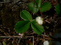 Image of Virginia strawberry