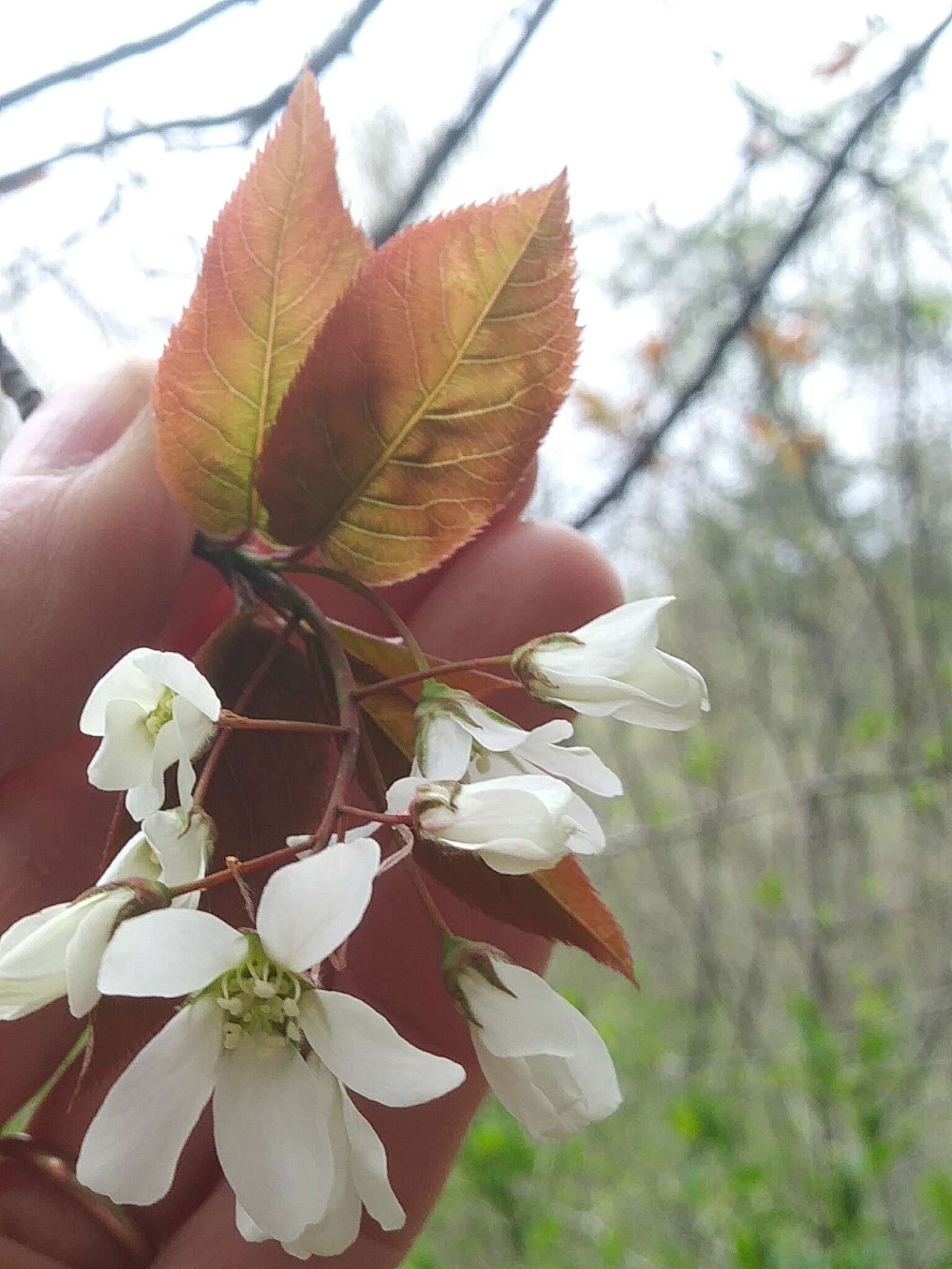 Image of Allegheny Serviceberry