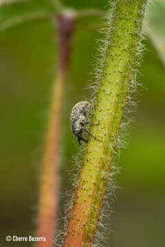 Image of Boll Weevil