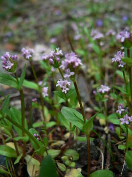 Image of Short-Spur Seablush