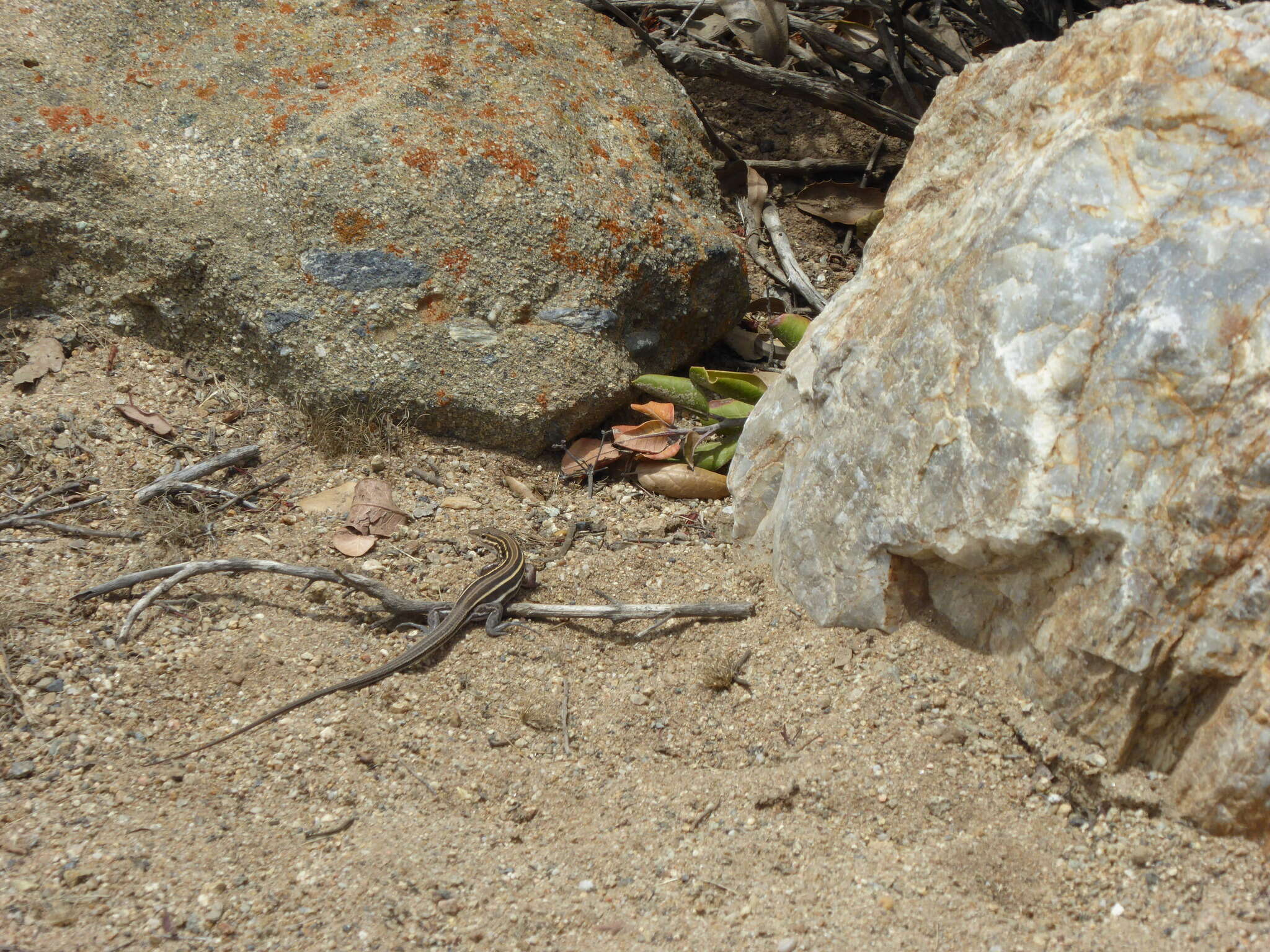 Image of Aspidoscelis hyperythrus beldingi (Stejneger 1894)