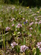 Image of Short-Spur Seablush