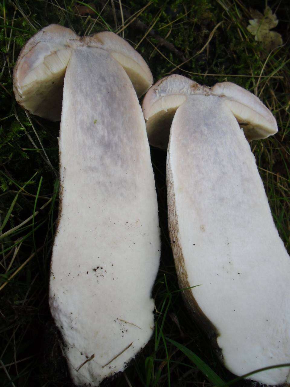 Image of Leccinum duriusculum (Schulzer ex Kalchbr.) Singer 1947