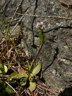 Image of Short-Spur Seablush