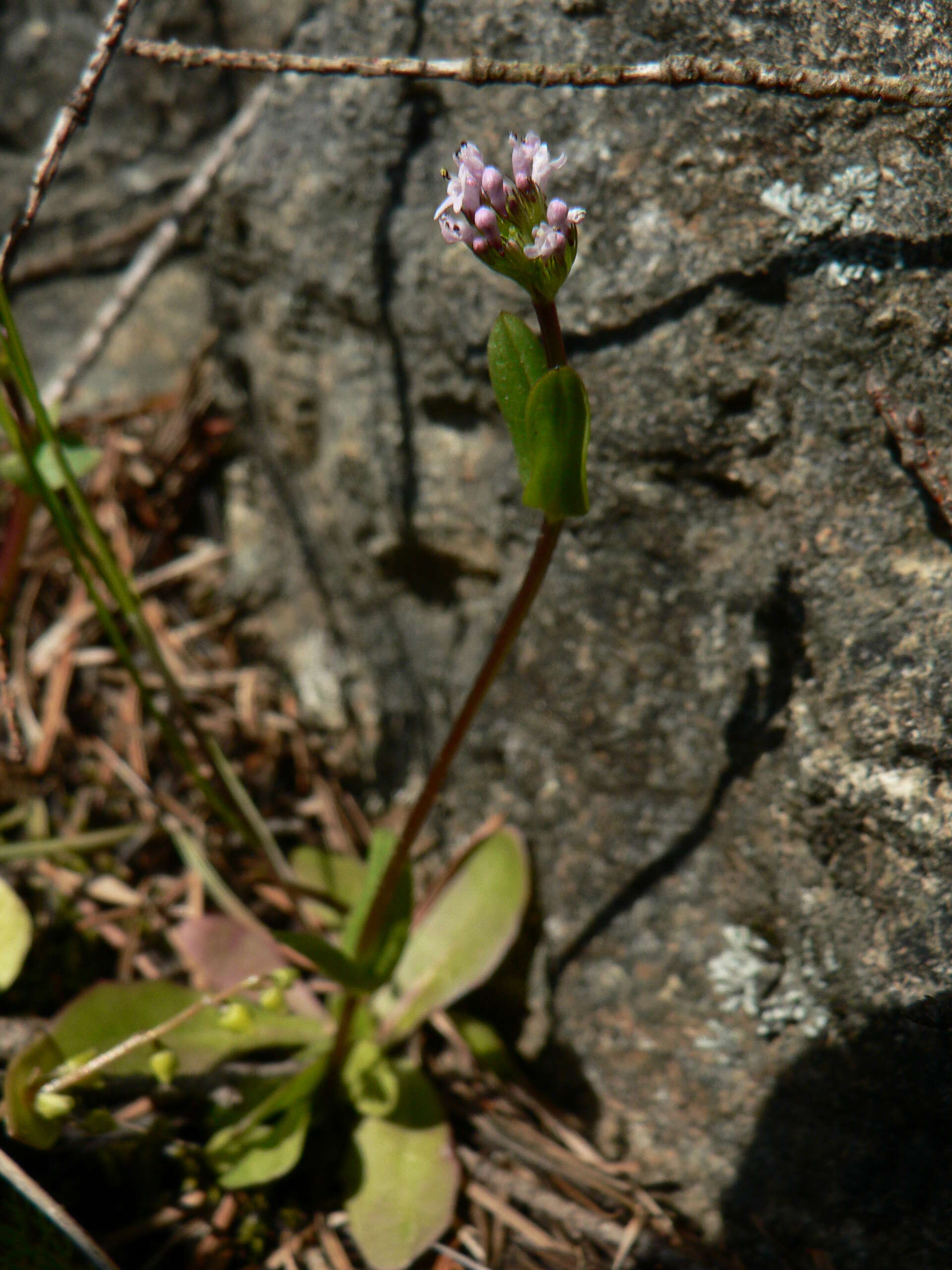 Image of Short-Spur Seablush