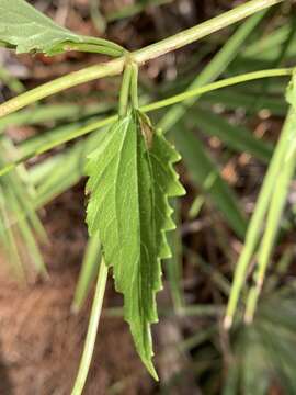 Image of hammock snakeroot