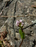 Image of Short-Spur Seablush