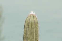 Imagem de Pilosocereus ulei (K. Schum.) Byles & G. D. Rowley