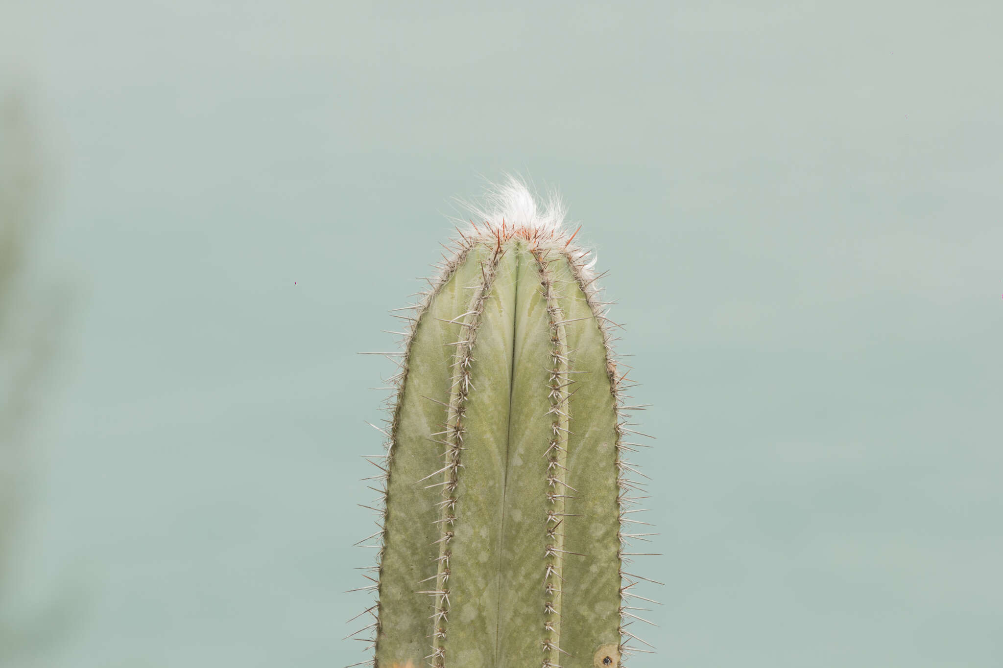 Imagem de Pilosocereus ulei (K. Schum.) Byles & G. D. Rowley