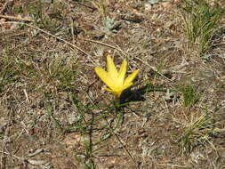 صورة Zephyranthes filifolia Herb. ex Kraenzl.