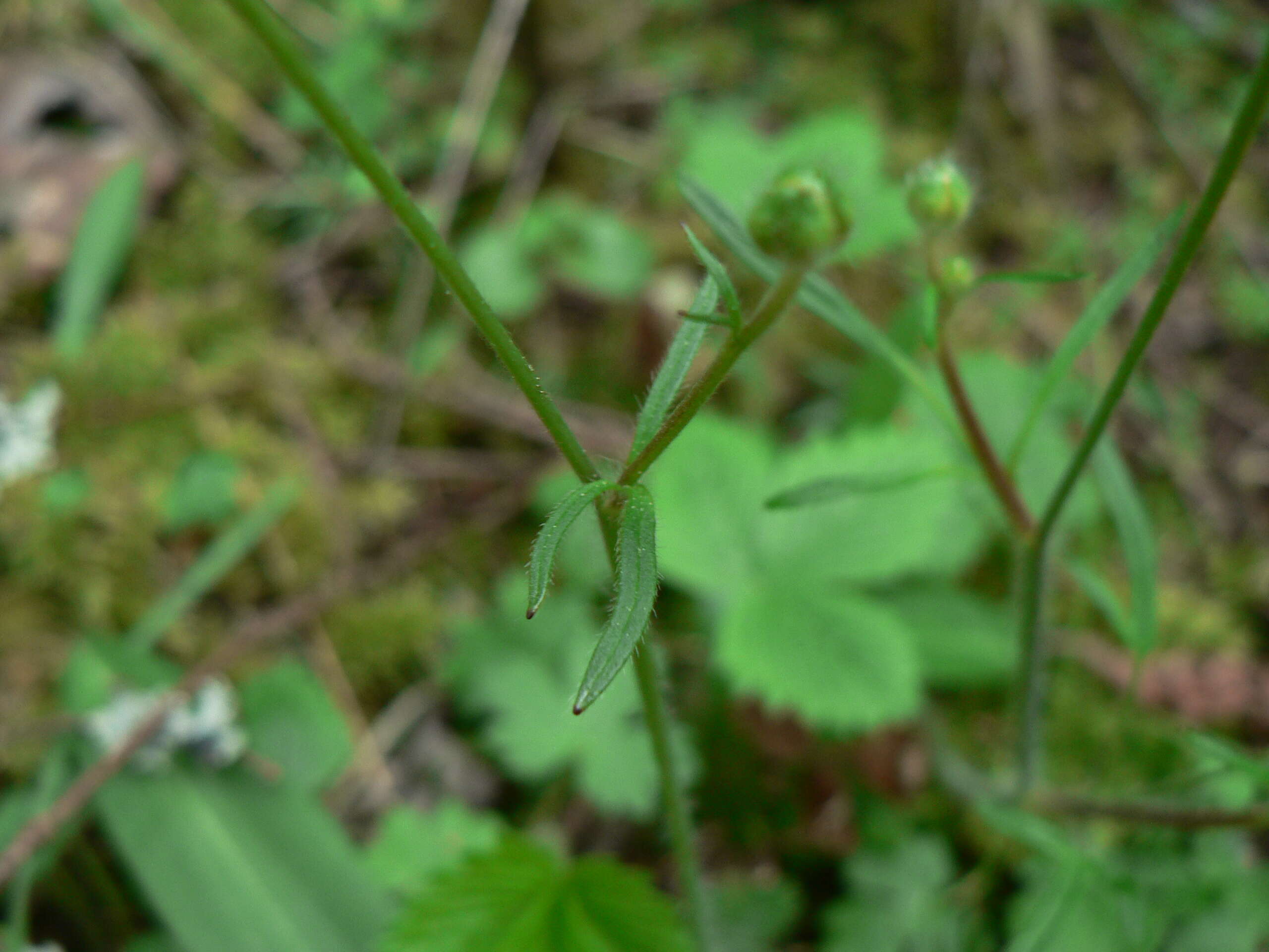 Imagem de Ranunculus occidentalis Nutt.