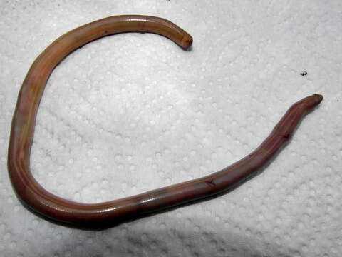 Image of Bibron's Blind Snake