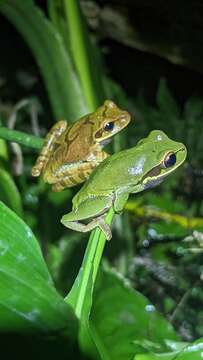 Image of Blue-spotted Mexican Treefrog