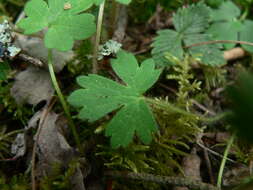 Imagem de Ranunculus occidentalis Nutt.